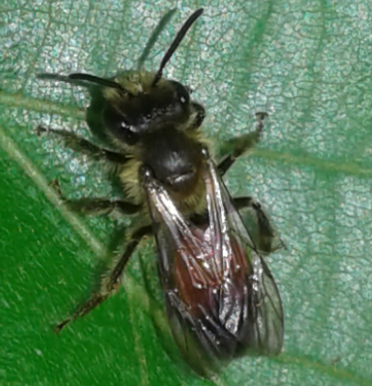 Apoidea : Andrena florea?